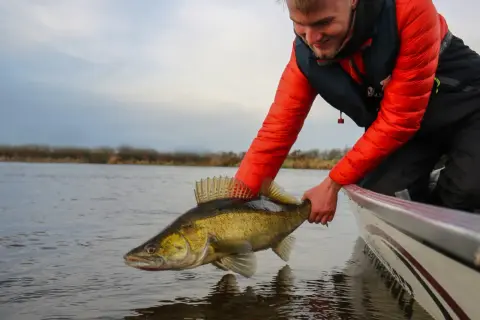Glücklicher Angler präsentiert stolz einen fetten Zander, gefangen an einem der Elbe Zander Hotspots.
