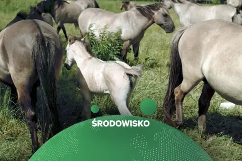 Stado koników polskich pasących się na łące. W centrum młody źrebak.