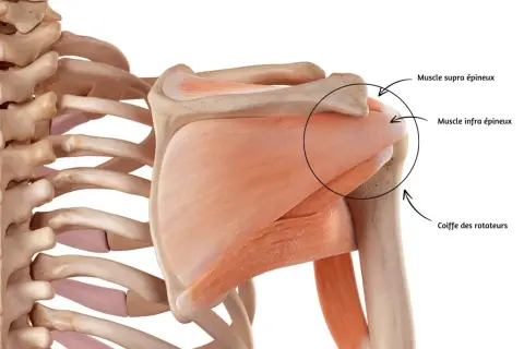 Anatomie de l'épaule, montrant la coiffe des rotateurs. Un faux mouvement épaule peut affecter ces muscles.