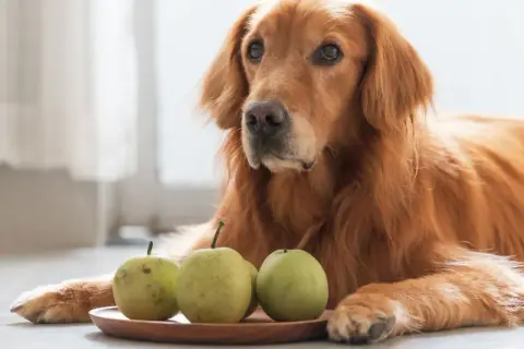 Złoty retriever leży obok talerzyka z gruszkami, zastanawiając się, czy pies może jeść gruszkę.