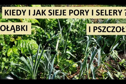 Kiedy siać por i seler, aby uniknąć błędów w uprawie?