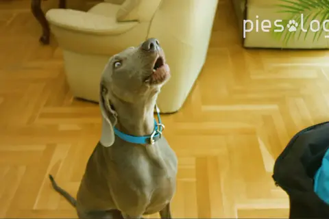 Szary pies z niebieską obrożą szczeka, ucząc się komendy "daj głos".