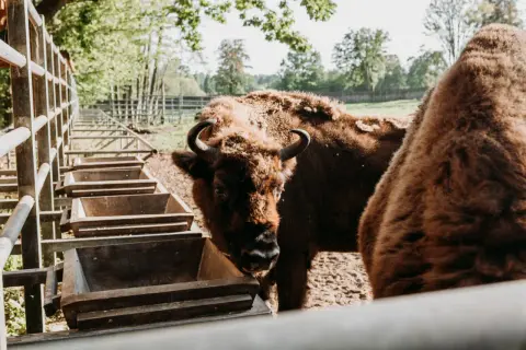 Wolisko żubry przy karmnikach. Dwa potężne żubry w słoneczny dzień, jeden z nich patrzy wprost na widza.