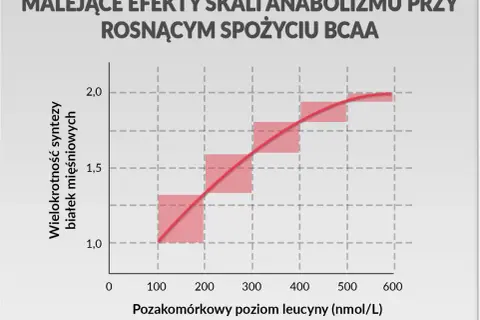 Wykres pokazuje, że przy rosnącym spożyciu BCAA efekty anaboliczne maleją. Optymalny czas na przyjmowanie BCAA to moment, gdy poziom leucyny jest umiarkowany.