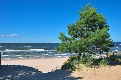 Piękny dzień na plaży w Ostrowie nad morzem. Jasny piasek, szum fal i sosna tworzą idealny krajobraz.