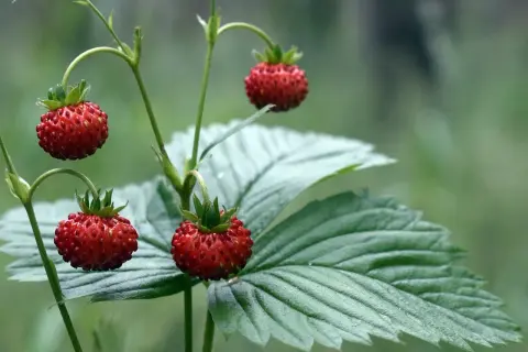 Pyszne poziomki dojrzewają na łodyżkach. Uprawa poziomek w naturze to piękny widok.