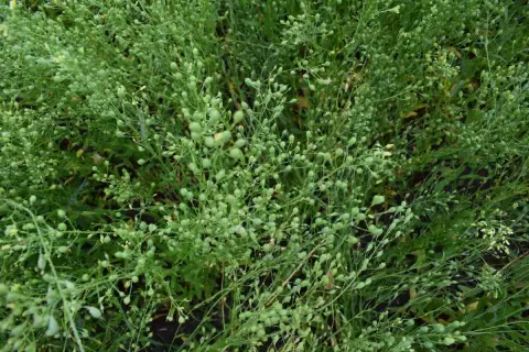 Gęsty łan zielonych roślin z licznymi drobnymi łuszczynkami, typowymi dla camelina sativa.