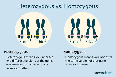 Links zeigen Chromosomenpaare: links heterozygot (Bb), rechts homozygot (BB, bb).
