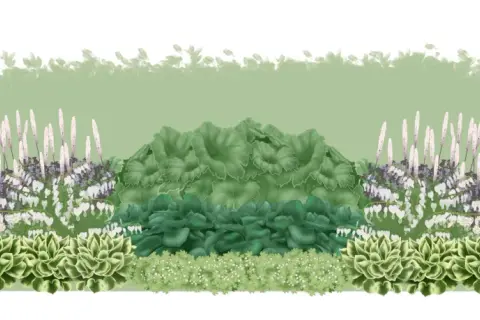 En illustration av en trädgårdsdesign med buskar som trivs i skugga, inklusive hosta, astilbe och hjärtblommor.