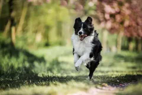 Jak wytresować border collie: skuteczne metody na inteligentnego psa