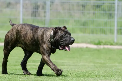 Ein kräftiger Presa Canario, schwarz gestromt, mit Nieten-Halsband, genießt einen Spaziergang auf der grünen Wiese.