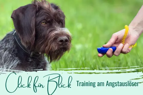 Ein Hund schaut auf einen Clicker. Ein "Click für Blick" Training am Angstaustlöser beginnt.