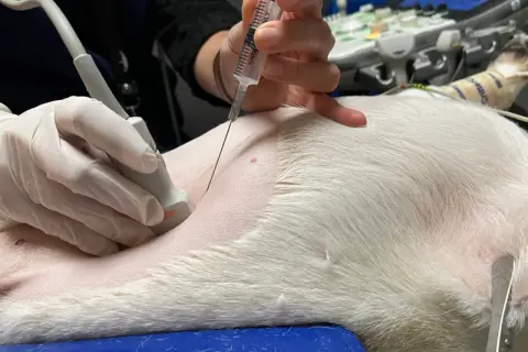 Vétérinaire réalisant une ponction abdominale guidée par échographie chez un chien pour diagnostiquer une péritonite.