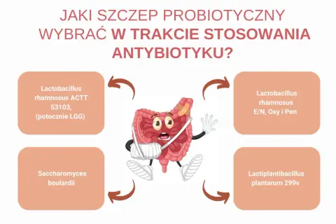 Zranione jelita potrzebują wsparcia. Wybierz szczep lacidofil, np. Lactobacillus rhamnosus, by odbudować florę bakteryjną.