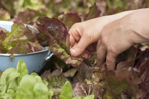 Hände ernten roten Kopfsalat. Frische Blätter landen in einem blauen Sieb, bereit für den Salat.