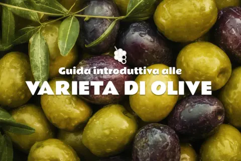 Un primo piano di olive giganti, alcune verdi e altre violacee, con gocce d'acqua. Guida alle varietà di olive.