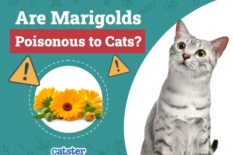 Are marigolds poisonous to cats? This image shows bright orange marigolds and a curious cat, prompting the question about their safety for felines.