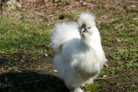 Une poule de soie blanche, toute duveteuse, se tient fièrement sur l'herbe.