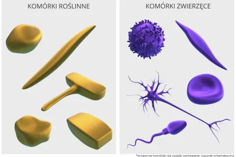 Komórki roślinne (złote) i zwierzęce (fioletowe) o odmiennych kształtach, budujące narządy pełniące różne funkcje.