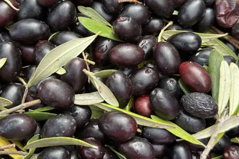 Un montón de aceitunas negras y algunas hojas verdes. Las diferencias entre oliva y aceituna son sutiles, pero aquí se aprecian las variedades maduras.