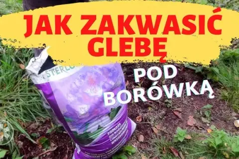 Jak zakwasić glebę pod borówki? Sprawdzone metody i triki