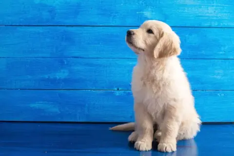 Czy golden retriever nadaje się do bloku? Jak zadbać o jego potrzeby