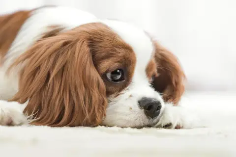 Un perro triste, con ojos melancólicos y pelaje marrón y blanco, yace en una alfombra clara.