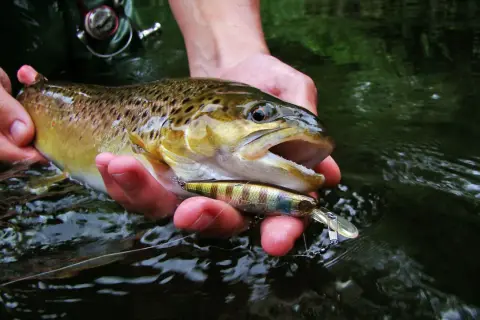 Erfolgreiches Angeln an der Lahn: Ein Angler hält einen frisch gefangenen Fisch und den Köder in seinen Händen.
