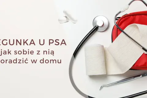 Biegunka u psa? Stetoskop, bandaże i apteczka sugerują, że szukasz informacji, co na biegunkę dla psa, by pomóc mu w domu.