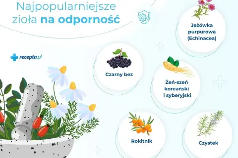 Jak poprawić odporność organizmu? Zobacz najpopularniejsze zioła: jeżówka, czarny bez, żeń-szeń, rokitnik, czystek.