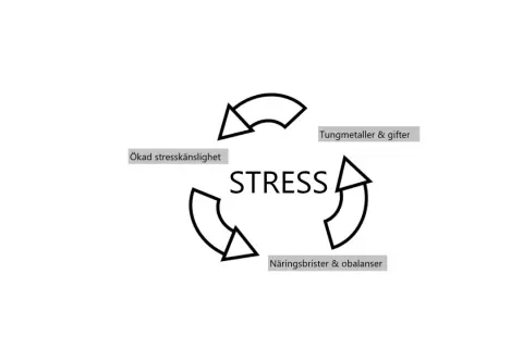 Diagram visar hur stress, tungmetaller, näringsbrister och ökad stresskänslighet kan skapa en ond cirkel som bidrar till funktionella symtom.