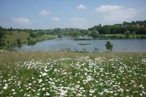 Champ de marguerites au premier plan, avec le lac de Machilly et ses rives verdoyantes en arrière-plan, sous un ciel bleu parsemé de nuages.