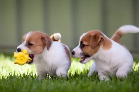 Due cuccioli di Jack Russell Terrier giocano sull'erba. Il loro vivace jack russell terrier temperamento è evidente mentre uno morde un giocattolo giallo.