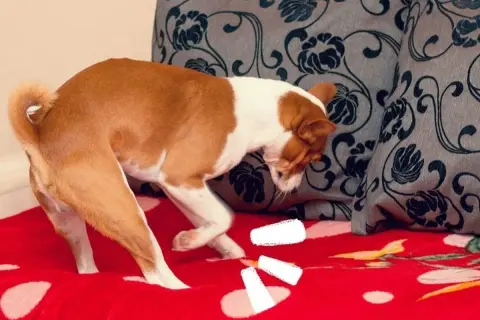 Mi perro rasca el suelo por la noche, buscando su juguete escondido bajo la manta roja con lunares blancos.