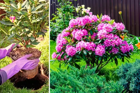 Sadzenie rododendrona obok innych roślin, kwitnący rododendron z różowymi kwiatami.