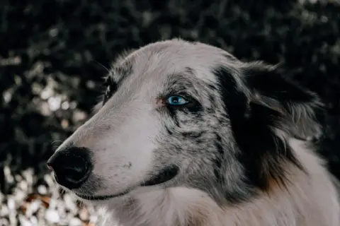 Ein Hund mit auffallend blauen Augen und nach hinten gelegten Ohren blickt nach links.