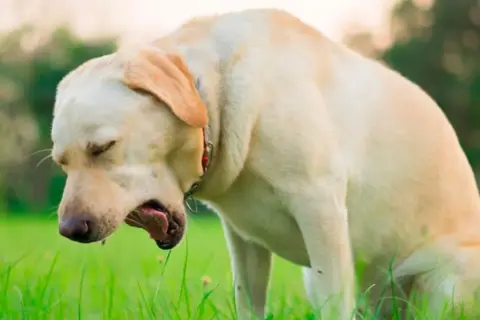 Labrador tosiendo en la hierba. La tos de las perreras puede contagiarse a humanos, ¡cuidado!
