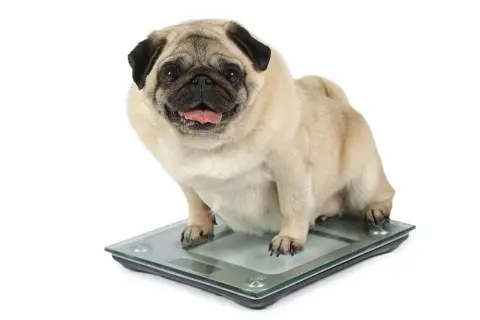 Un pug con sobrepeso, con la lengua fuera, se sienta en una báscula digital.