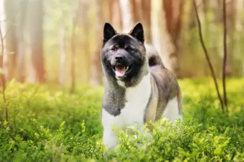 Un akita américain, imposant par son poids, sourit dans une forêt verdoyante.