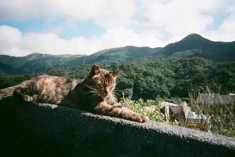 Dónde viven los gatos y los sorprendentes lugares que eligen