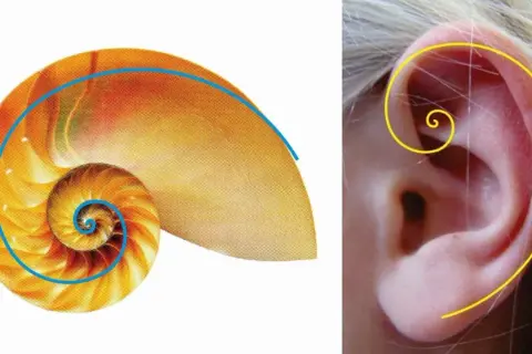 Muszla łodzika i ludzkie ucho ukazują złota proporcja w naturze, tworząc harmonijne spirale.