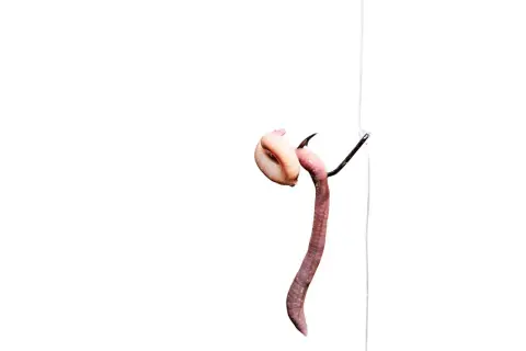 Barsch-Montage: Ein Wurm wird auf einen Angelhaken gezogen, bereit für den Fang.