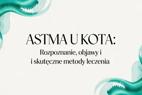 Astma u kota: rozpoznanie, objawy i skuteczne metody leczenia. Dowiedz się, jak pomóc swojemu pupilowi.