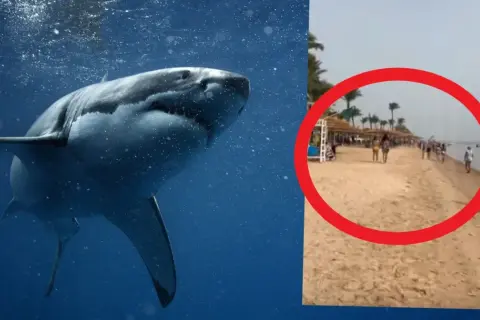 Groźne rekiny w Egipcie. Na plaży widać ludzi, a w wodzie czai się drapieżnik.
