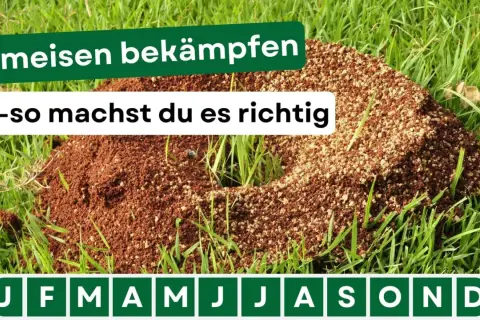 Ameisenhügel im Gras. Text: "Ameisen bekämpfen - so machst du es richtig". Hier gibt es Tipps für hausmittel gegen ameisen.