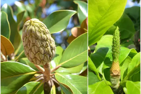 Dwa zbliżenia na zielone, szyszkowate owoce magnolii. Na lewym zdjęciu widać dojrzały owoc, a na prawym młody, rozwijający się. Owoce magnolii jadalne są rzadkością.