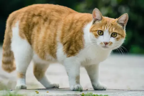 Pomarańczowo-biały kot, który chudnie, patrzy w obiektyw. Jego sierść jest gęsta, a oczy zielone.