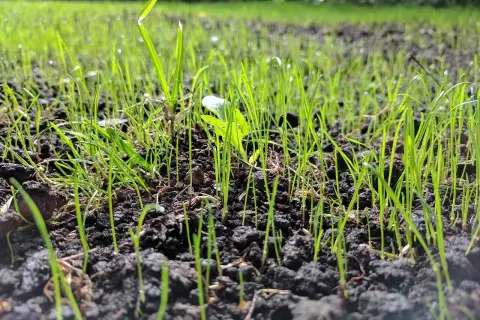 Młode, zielone rośliny pastewne wyrastają z ciemnej ziemi, tworząc obiecujący zielony dywan.