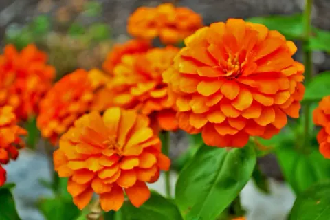 Un bouquet de fleurs orange éclatantes, comme des soleils miniatures, illumine le jardin.