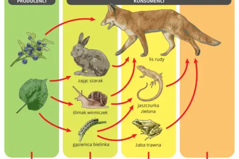 Co to jest konkurencja w biologii i jak wpływa na ekosystemy?